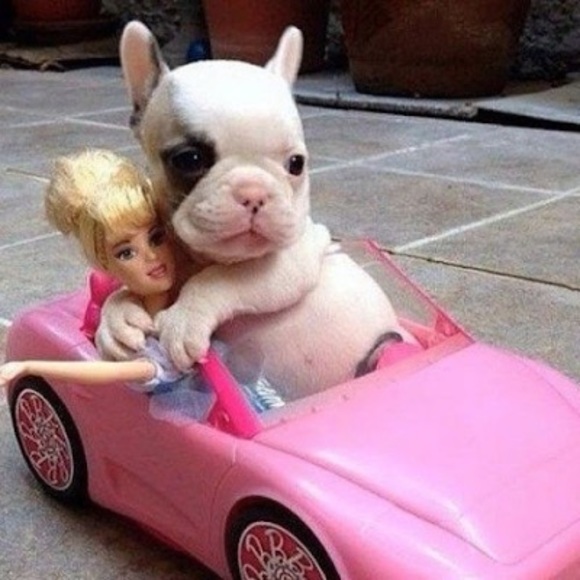 Meet your Posher, Valentina - Picture 1 of 1